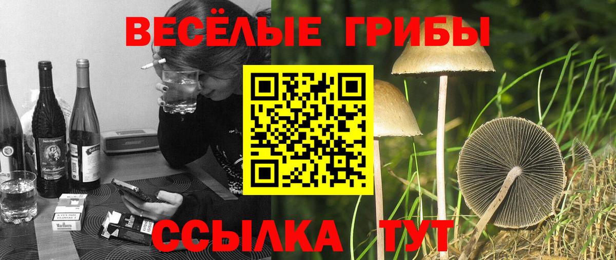 Ефремов  Галлюциногенные грибы MAGIC MUSHROOMS  Вход с VPN 